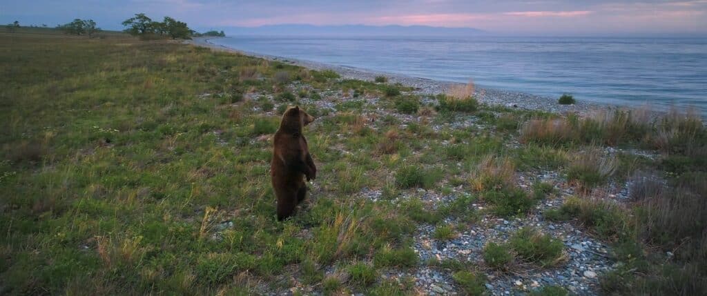 a brown bear walking across a lush green field