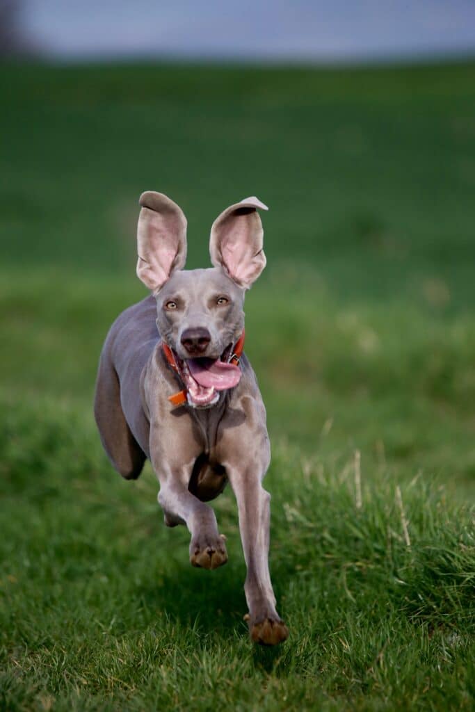 adult blue weimaraner running in field