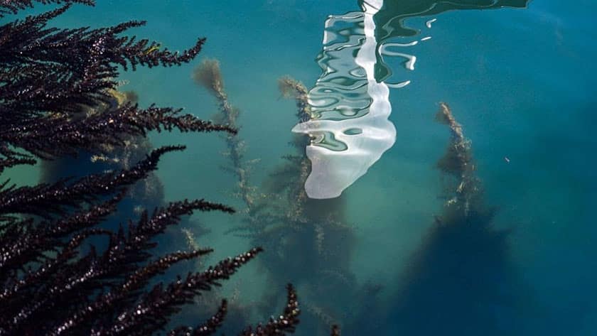 seaweed visible through clear waters in Venice canals