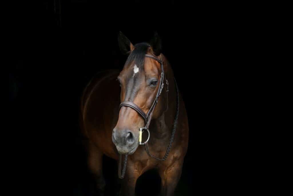 equine portrait with black background