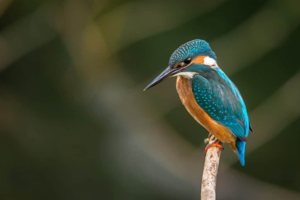 Perched blue and orange bird