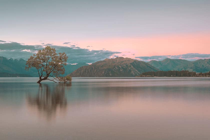 landscape still life of tree in water