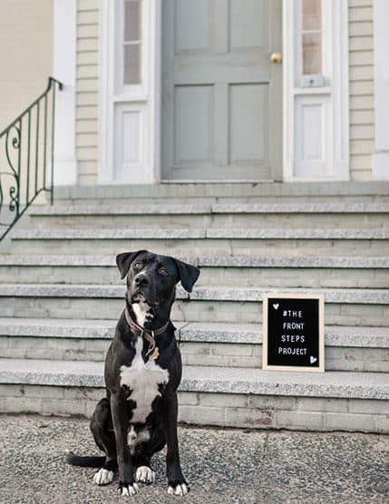 black and white dog in front of house steps