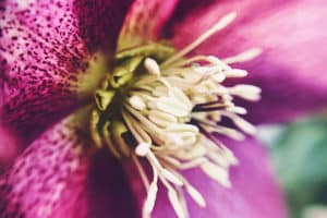 macro image of stamens and spots on lily