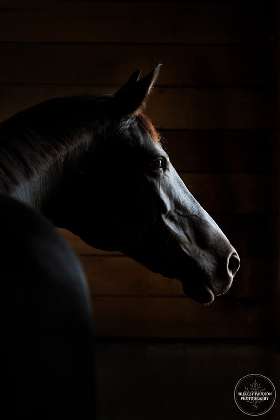 Close up horse's face