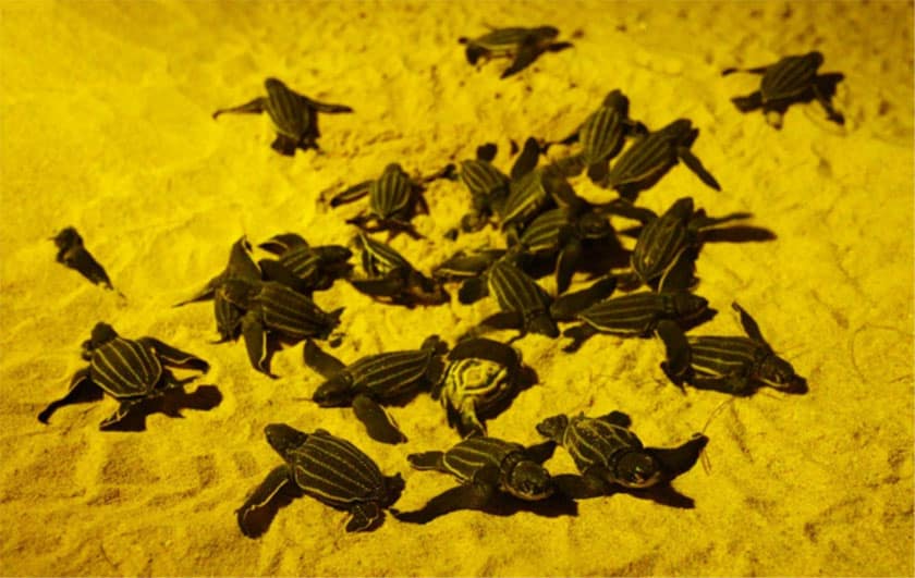 baby sea turtles hatching on sandy beach