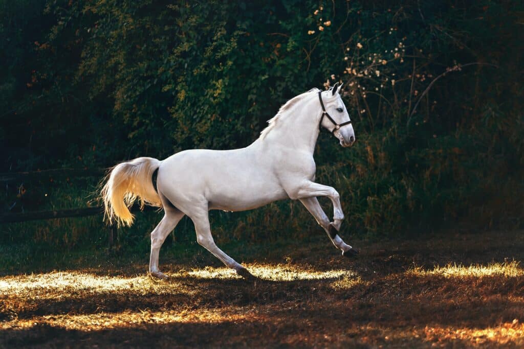 white horse running in field surrounded by trees