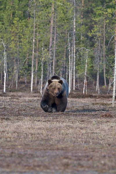 brown bear alaska