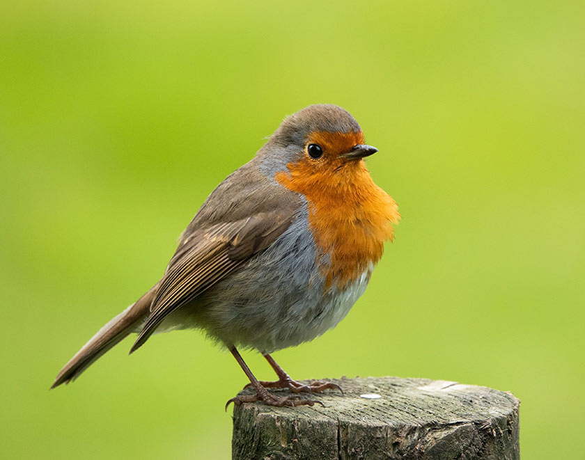 bird on post