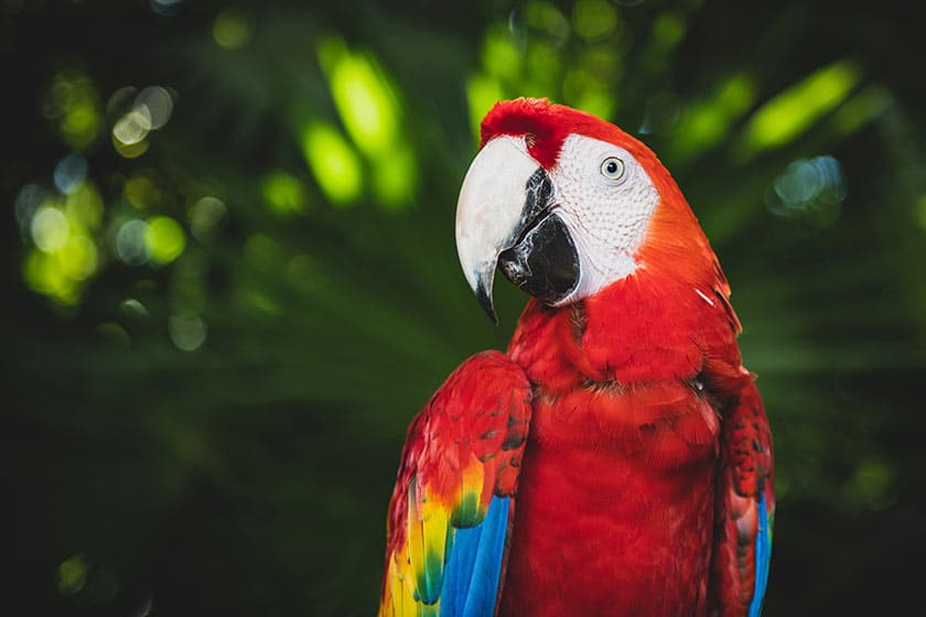 parrot in wild