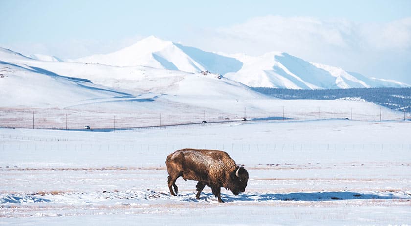 buffalo in snow