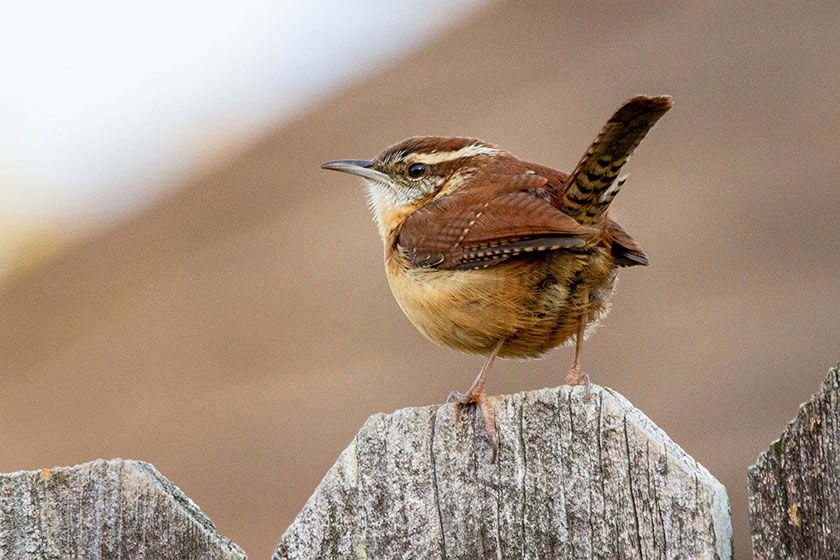 common backyard bird on fence