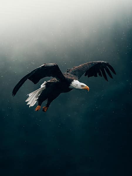 bald eagle