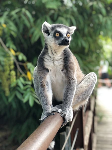 lemur in madagascar