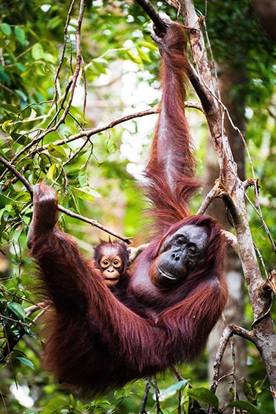 ape in borneo