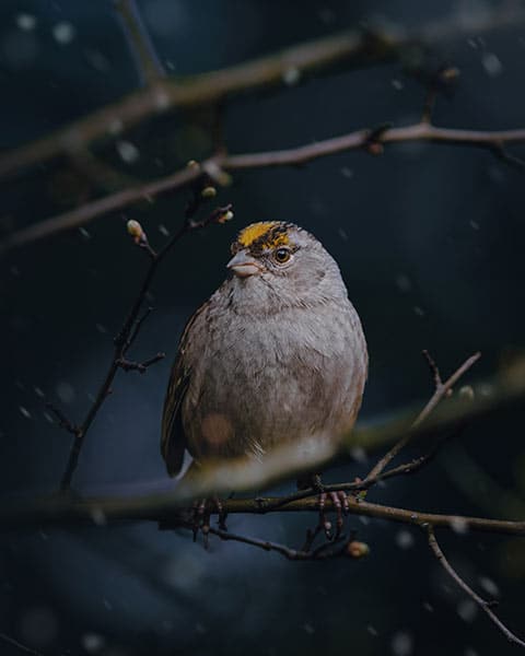 bird in low light