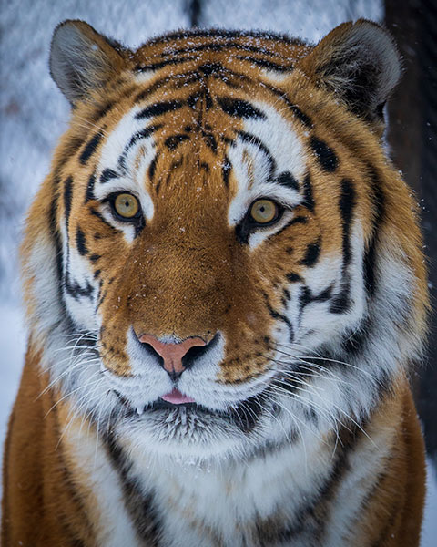 tiger portrait