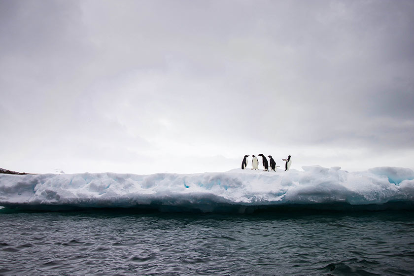 penguins on snow