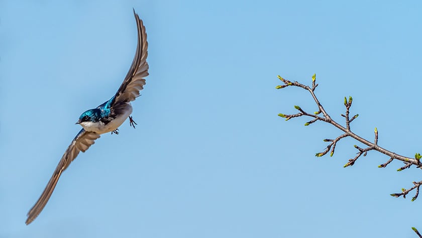 teal bird flying away from a branch, it's wings outspread