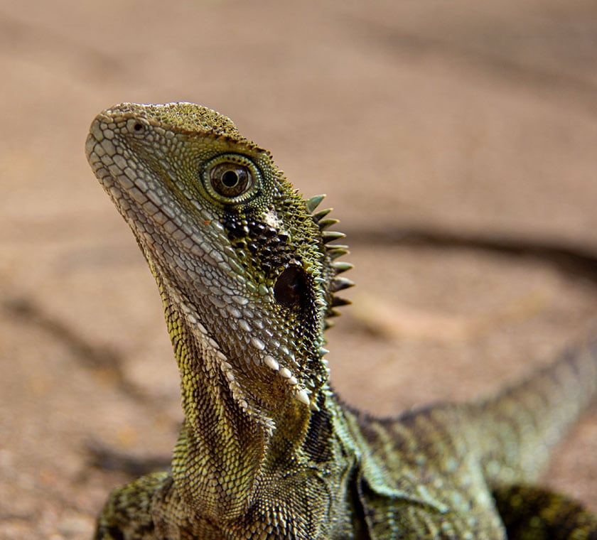 iguana queensland au