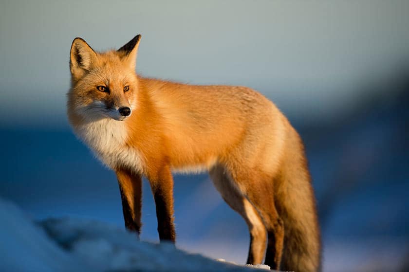 wild fox