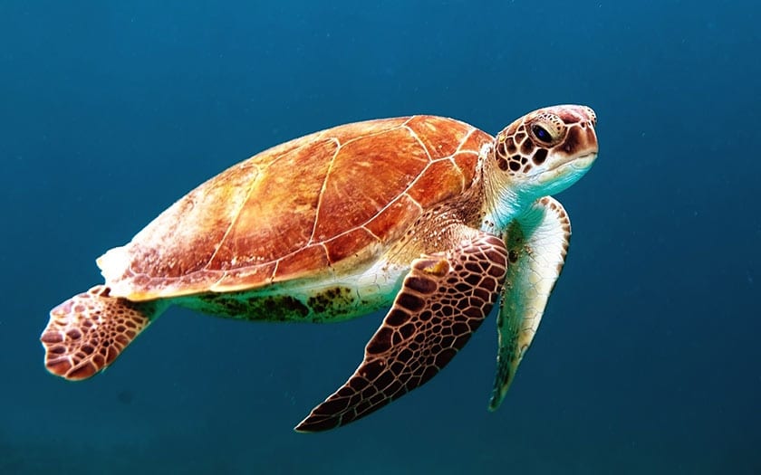 turtle underwater