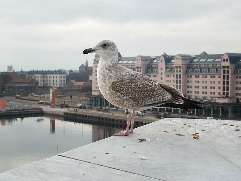 pigeon in city